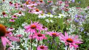 Es summt und brummt in Garbsen!