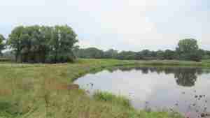 Bitte kein Brot für die Enten!