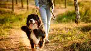 Ab 1. April gilt Leinenzwang