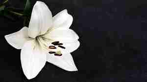 Gedenkstunde zum Volkstrauertag