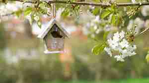 Zusatztermin für Vogelhaus-Aktion