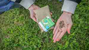 Stadt gibt wieder kostenlose Blumensamen aus